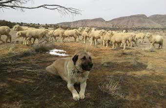 Ben Guarding his Sheep