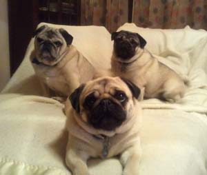 Talus Wind Ranch Sofa Guard Dogs